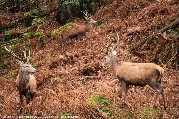 Three red deer stags. Picture Board by Bill Allsopp