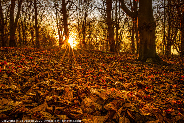 Red leaves at sunset. Picture Board by Bill Allsopp