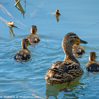 Buy canvas prints of Under watchful eyes. by Bill Allsopp