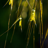Buy canvas prints of Giant feather grass flowers.. by Bill Allsopp