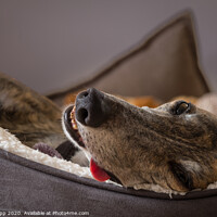 Buy canvas prints of Let sleeping dogs lie. by Bill Allsopp