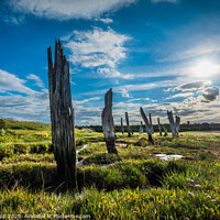 Buy canvas prints of The old stumps. by Bill Allsopp