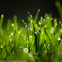 Buy canvas prints of Autumn dew on a lawn. by Bill Allsopp