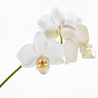 Buy canvas prints of A white orchid. by Bill Allsopp