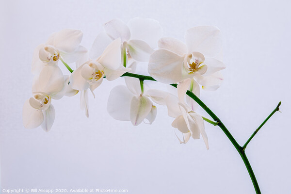 A white orchid. Picture Board by Bill Allsopp