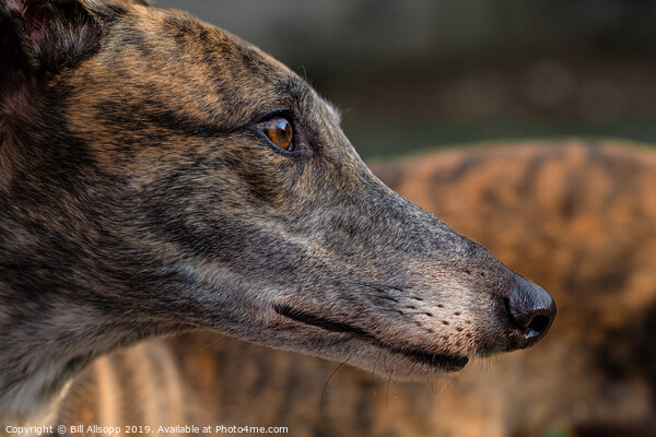 Portrait of a brindle greyhound. Picture Board by Bill Allsopp