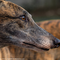 Buy canvas prints of Portrait of a brindle greyhound. by Bill Allsopp