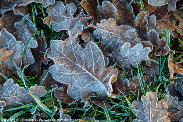 Oak leaves in winter. Picture Board by Bill Allsopp