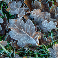 Buy canvas prints of Oak leaves in winter. by Bill Allsopp