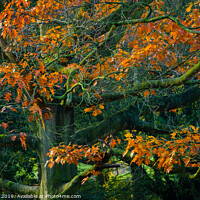 Buy canvas prints of Oak tree in Autumn. by Bill Allsopp