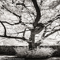 Buy canvas prints of Leicester Botanical Gardens tree. by Bill Allsopp