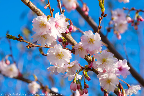 Cherry Blossom. Picture Board by Bill Allsopp