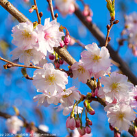 Buy canvas prints of Cherry Blossom. by Bill Allsopp