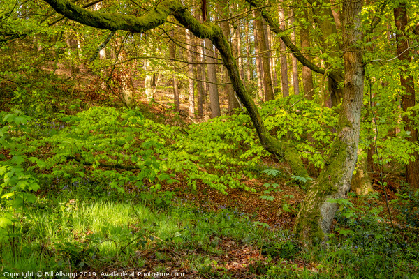 The Outwoods in Spring. Picture Board by Bill Allsopp