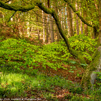 Buy canvas prints of The Outwoods in Spring. by Bill Allsopp