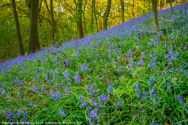 Bluebells in the Outwoods. Picture Board by Bill Allsopp