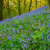 Buy canvas prints of Bluebells in the Outwoods. by Bill Allsopp
