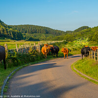 Buy canvas prints of Cattle in the Cheviots. by Bill Allsopp