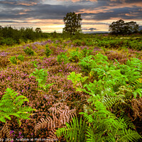 Buy canvas prints of Dunwich Heath. by Bill Allsopp