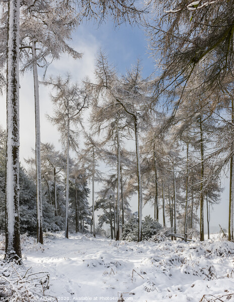 Winter wonderland Picture Board by Bill Allsopp
