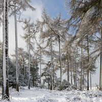 Buy canvas prints of Winter wonderland by Bill Allsopp