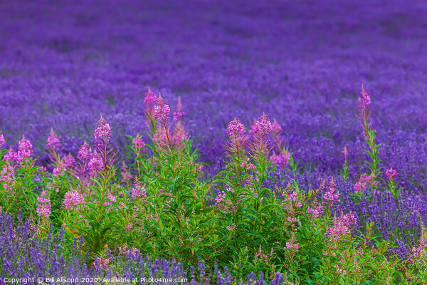 Rosebay willowherb in a Lavender field. Picture Board by Bill Allsopp