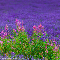 Buy canvas prints of Rosebay willowherb in a Lavender field. by Bill Allsopp
