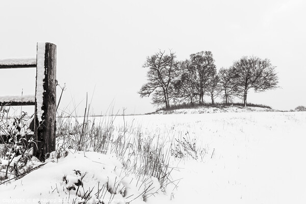 Trees in winter Picture Board by Bill Allsopp
