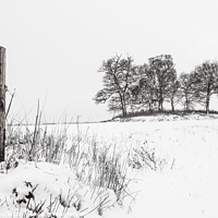 Buy canvas prints of Trees in winter by Bill Allsopp