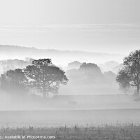 Buy canvas prints of Cows in the mist #2 by Bill Allsopp