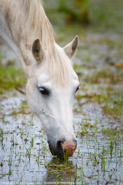 Grey horse grazing in a flooded field Picture Board by Bill Allsopp