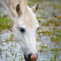 Buy canvas prints of Grey horse grazing in a flooded field by Bill Allsopp