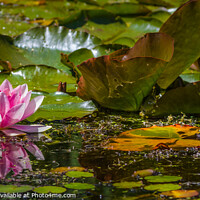 Buy canvas prints of Water Lily in Friston Village Pond by Bill Allsopp