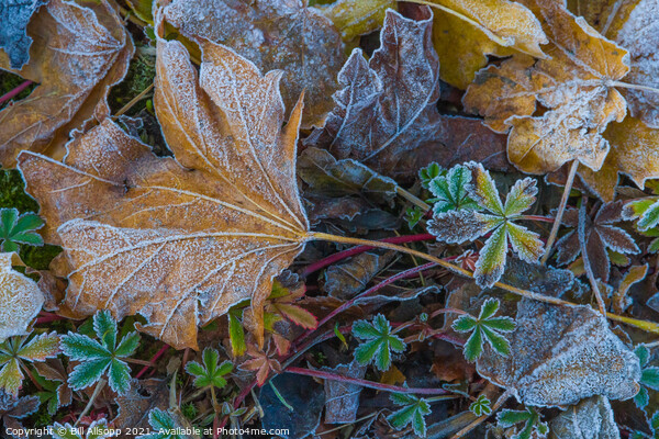 Frosted Leaves. Picture Board by Bill Allsopp