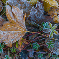 Buy canvas prints of Frosted Leaves. by Bill Allsopp