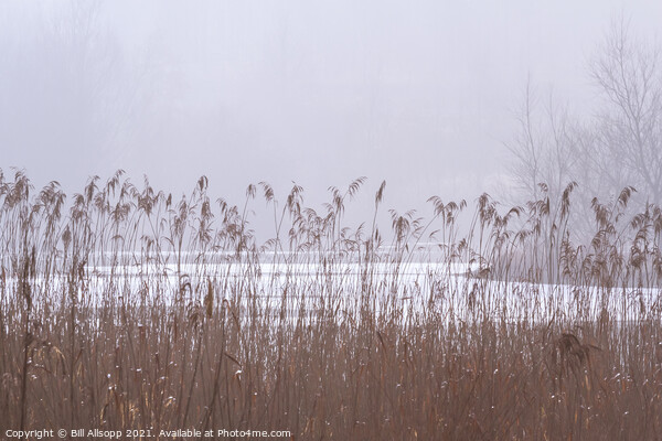 Reeds on a misty day. Picture Board by Bill Allsopp
