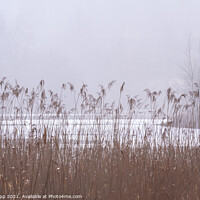 Buy canvas prints of Reeds on a misty day. by Bill Allsopp