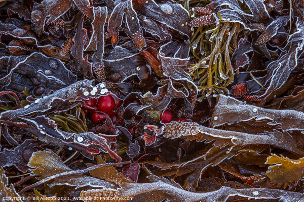 Frosted seaweed Picture Board by Bill Allsopp