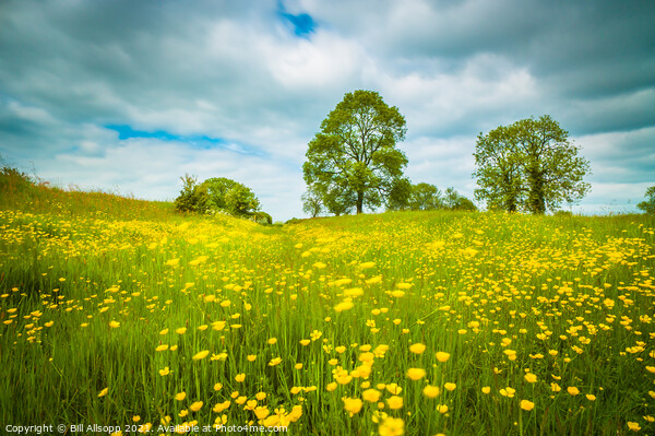 A breeze in the meadow. Picture Board by Bill Allsopp