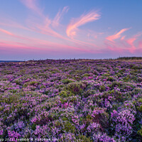 Buy canvas prints of Heather and sky. by Bill Allsopp