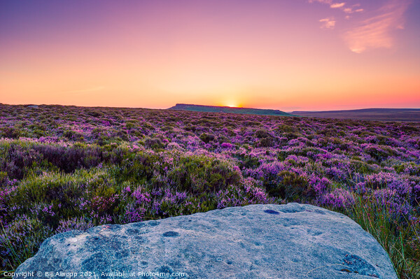 Heather sunset #2 Picture Board by Bill Allsopp