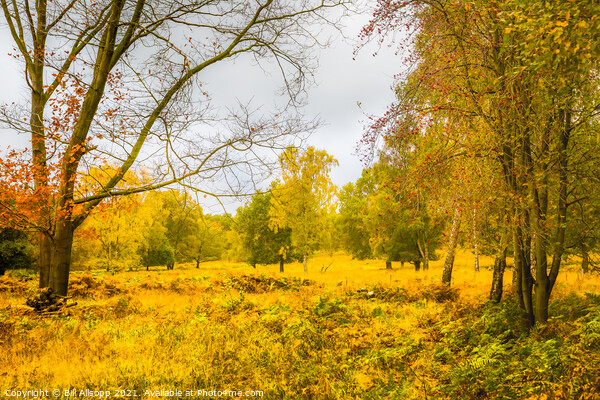 Autumn in Charnwood Forest. Picture Board by Bill Allsopp