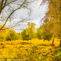 Buy canvas prints of Autumn in Charnwood Forest. by Bill Allsopp