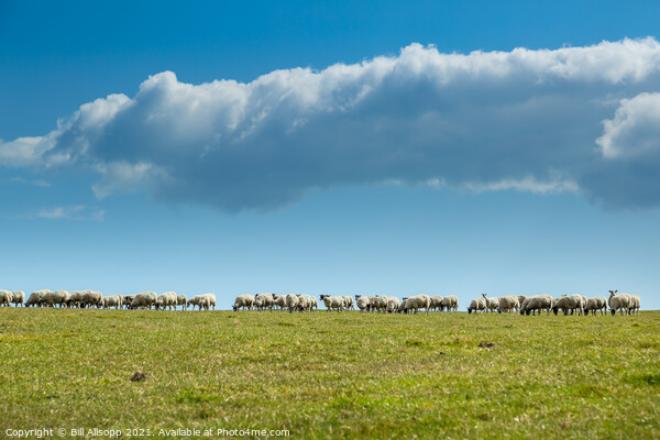 Skyline sheep. Picture Board by Bill Allsopp