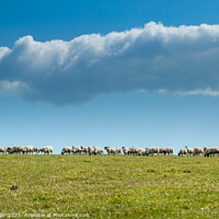 Buy canvas prints of Skyline sheep. by Bill Allsopp