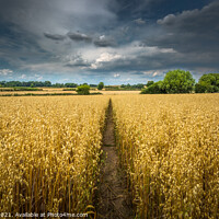 Buy canvas prints of Into the field. by Bill Allsopp