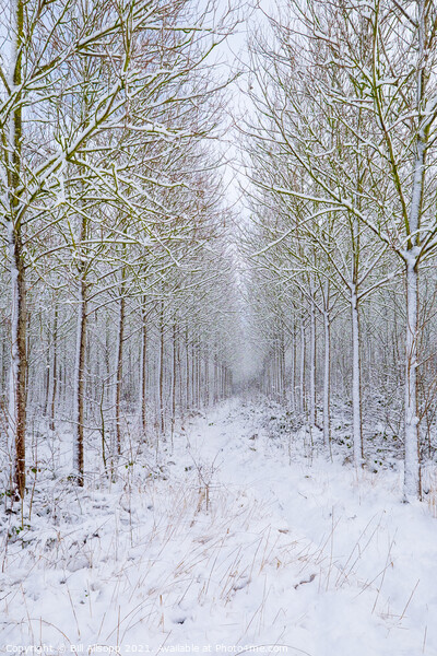 Woodland in winter. Picture Board by Bill Allsopp