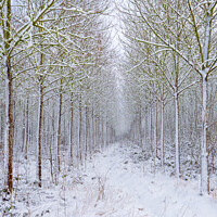 Buy canvas prints of Woodland in winter. by Bill Allsopp