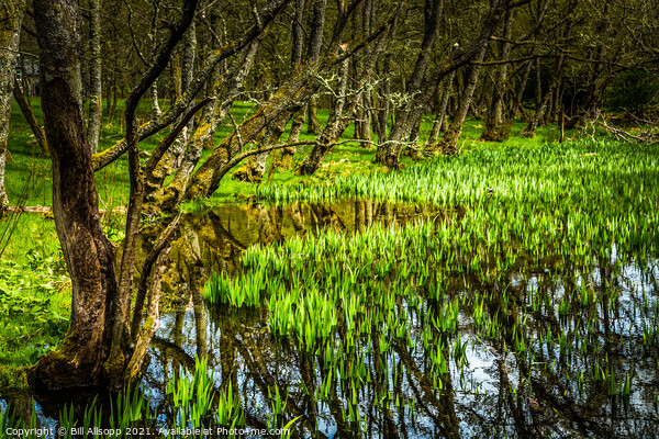 Wild Iris. Picture Board by Bill Allsopp