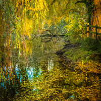 Buy canvas prints of Weeping Willow. by Bill Allsopp
